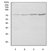 Western blot testing of 1) rat liver, 2) rat RH35, 3) mouse liver and 4) mouse HEPA1-6 cell lysate with NCOA4 antibody. Expected molecular weight ~70 kDa.