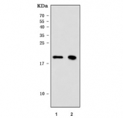 Western blot testing of human 1) MCF7 and 2) Caco-2 cell lysate with CLDN3 antibody. Predicted molecular weight ~23 kDa.