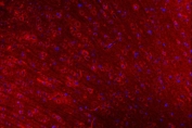 Immunofluorescent staining of FFPE rat brain tissue with CLASP1 antibody (red) and DAPI nuclear stain (blue). HIER: steam section in pH8 EDTA buffer for 20 min.