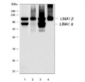 Western blot testing of human 1) HeLa, 2) HepG2, 3) 293T and 4) T-47D cell lysate with LIMA1 antibody. Predicted molecular weight: ~67 kDa (alpha) and ~85 kDa (beta).