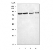 Western blot testing of 1) human A549, 2) human RT4, 3) rat C6 and 4) mouse NIH 3T3 cell lysate with SLC5A7 antibody. Predicted molecular weight ~63 kDa but may be observed at higher molecular weights due to glycosylation.