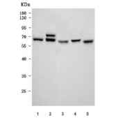 Western blot testing of 1) human HeLa, 2) human U-87 MG, 3) rat brain, 4) rat C6 and 5) mouse brain tissue lysate with Kinesin light chain 1 antibody. Predicted molecular weight: 63-72 kDa (multiple isoforms).