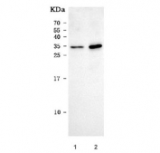 Western blot testing of human 1) RT4 and 2) Caco-2 cell lysate with BI-1 antibody. Predicted molecular weight ~27 kDa (isoform 1) and ~33 kDa (isoform 2).