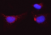 Immunofluorescent staining of FFPE human HeLa cells with BI-1 antibody (red) and DAPI nuclear stain (blue). HIER: steam section in pH6 citrate buffer for 20 min.