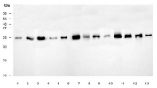 Western blot testing of 1) human HeLa, 2) human A549, 3) human HepG2, 4) human ThP-1, 5) human Caco-2, 6) rat heart, 7) rat brain, 8) rat kidney, 9) rat C6, 10) mouse heart, 11) mouse brain, 12) mouse kidney and 13) mouse RAW264.7 cell lysate with NDUFV2 antibody. Predicted molecular weight ~27 kDa.