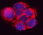 Immunofluorescent staining of FFPE human HepG2 cells with 17HSD7 antibody (red) and DAPI nuclear stain (blue). HIER: steam section in pH6 citrate buffer for 20 min.