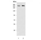 Western blot testing of 1) human 293T and 2) rat L6 cell lysate with DOCK4 antibody. Predicted molecular weight ~225 kDa.