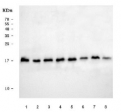 Western blot testing of human 1) RT4, 2) U-251, 3) HepG2, 4) 293T, 5) HeLa, 6) A431, 7) A549 and 8) ThP-1 cell lysate with RPL32 antibody. Predicted molecular weight ~18 kDa.