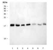 Western blot testing of 1) rat liver, 2) rat pancreas, 3) rat NRK, 4) mouse liver, 5) mouse pancreas, 6) rat stomach and 7) mouse HEPA1-6 cell lysate with RPL32 antibody. Predicted molecular weight ~18 kDa.