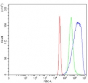 Flow cytometry testing of human K562 cells with RPL32 antibody at 1ug/million cells (blocked with goat sera); Red=cells alone, Green=isotype control, Blue= RPL32 antibody.