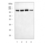 Western blot testing of human 1) 293T, 2) HepG2, 3) MCF7 and 4) HeLa cell lysate with VPS53 antibody. Predicted molecular weight ~94 kDa.
