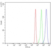 Flow cytometry testing of human U-87 MG cells with VPS53 antibody at 1ug/million cells (blocked with goat sera); Red=cells alone, Green=isotype control, Blue= VPS53 antibody.