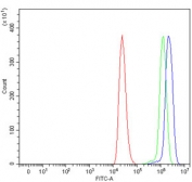 Flow cytometry testing of human ThP-1 cells with PDIA4 antibody at 1ug/million cells (blocked with goat sera); Red=cells alone, Green=isotype control, Blue= PDIA4 antibody.