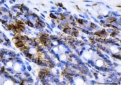 IHC staining of FFPE mouse colon tissue with NKCC1 antibody. HIER: boil tissue sections in pH8 EDTA for 20 min and allow to cool before testing.