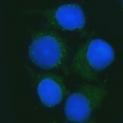 Immunofluorescent staining of FFPE human MCF7 cells with B3GNT2 antibody (green) and DAPI nuclear stain (blue). HIER: steam section in pH6 citrate buffer for 20 min.