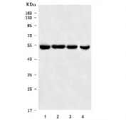 Western blot testing of 1) human HeLa, 2) human 293T, 3) human Jurkat and 4) rat PC-12 cell lysate with MST4 antibody. Predicted molecular weight ~47 kDa.