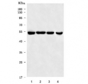 Western blot testing of 1) human HeLa, 2) human 293T, 3) human Jurkat and 4) rat PC-12 cell lysate with MST4 antibody. Predicted molecular weight ~47 kDa.