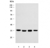 Western blot testing of human 1) Jurkat, 2) HeLa, 3) SH-SY5Y and 4) 293T cell lysate with HOXC4 antibody. Predicted molecular weight ~30 kDa, commonly observed at 30-39 kDa.