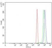 Flow cytometry testing of rat RH35 cells with HOXC4 antibody at 1ug/million cells (blocked with goat sera); Red=cells alone, Green=isotype control, Blue= HOXC4 antibody.