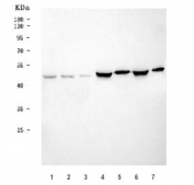 Western blot testing of 1) human U-87 MG, 2) RT4, 3) ThP-1, 4) rat brain, 5) rat skeletal muscle, 6) mouse brain and 7) mouse skeletal muscle tissue lysate with WDFY1 antibody. Predicted molecular weight ~46 kDa.