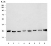 Western blot testing of 1) human HepG2, 2) human U-87 MG, 3) rat brain, 4) rat liver, 5) rat RH35, 6) mouse brain, 7) mouse liver and 8) mouse NIH 3T3 cell lysate with ERGIC1 antibody. Predicted molecular weight ~33 kDa.