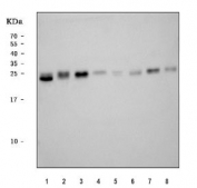 Western blot testing of 1) human HepG2, 2) human T-47D, 3) human HeLa, 4) human SH-SY5Y, 5) rat liver, 6) rat stomach, 7) mouse liver and 8) mouse stomach tissue lysate with TMED4 antibody. Predicted molecular weight ~26 KDa.