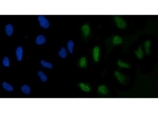 Immunofluorescent staining of FFPE human HeLa cells with GLIS1 antibody (green) and DAPI nuclear stain (blue). HIER: steam section in pH6 citrate buffer for 20 min.