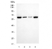 Western blot testing of human 1) 293, 2) U-87 MG, 3) PC-3 and 4) HeLa cell lysate with GLIS1 antibody. Predicted molecular weight ~66 kDa.