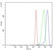 Flow cytometry testing of human MCF7 cells with NDP52 antibody at 1ug/million cells (blocked with goat sera); Red=cells alone, Green=isotype control, Blue= NDP52 antibody.