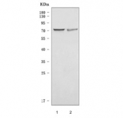 Western blot testing of human 1) HeLa and 2) HEL cell lysate with WDR46 antibody. Predicted molecular weight ~68 kDa.