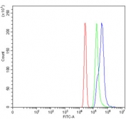 Flow cytometry testing of human HL60 cells with WDR46 antibody at 1ug/million cells (blocked with goat sera); Red=cells alone, Green=isotype control, Blue= WDR46 antibody.