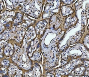 IHC staining of FFPE human placenta tissue with ANXA10 antibody. HIER: boil tissue sections in pH8 EDTA for 20 min and allow to cool before testing.