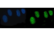 Immunofluorescent staining of FFPE human U-2 OS cells with Protein O-glucosyltransferase 3 antibody (green) and DAPI nuclear stain (blue). HIER: steam section in pH6 citrate buffer for 20 min.