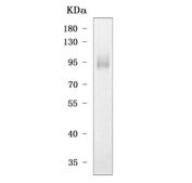Western blot testing of mouse RAW264.7 cell lysate with Tlr4 antibody. Expected molecular weight: 96-135 kDa depending on glycosylation level.