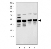 Western blot testing of 1) human HepG2, 2) human RT4, 3) rat brain and 4) mouse brain tissue lysate with EAP2 antibody. Expected molecular weight: 41-51 kDa.
