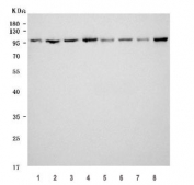 Western blot testing of 1) human HeLa, 2) human 293T, 3) human HepG2, 4) human PC-3, 5) rat brain, 6) mouse brain, 7) mouse C2C12 and 8) mouse NIH 3T3 cell lysate with PSF antibody. Predicted molecular weight ~76 kDa, commonly observed at 90-100 kDa with possible 47 kDa and 68 kDa cleavage products.