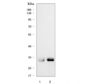 Western blot testing of human 1) HCCT and 2) HCCP cell lysate with Sirtuin 5 antibody. Predicted molecular weight 32-34 kDa with a smaller, ~22 kDa isoform.