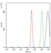 Flow cytometry testing of fixed and permeabilized human HEL cells with SBDS antibody at 1ug/million cells (blocked with goat sera); Red=cells alone, Green=isotype control, Blue= SBDS antibody.