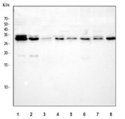 Western blot testing of 1) human 293T, 2) human HepG2, 3) human HL60, 4) human SH-SY5Y, 5) rat brain, 6) rat lung, 7) mouse brain and 8) mouse lung tissue lysate with SBDS antibody. Predicted molecular weight ~29 kDa.
