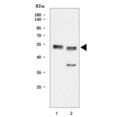 Western blot testing of human 1) T-47D and 2) HeLa cell lysate with WNT10B antibody. Predicted molecular weight ~45 kDa.