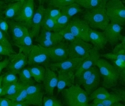 Immunofluorescent staining of FFPE human A549 cells with IFN2 antibody (green) and DAPI nuclear stain (blue). HIER: steam section in pH6 citrate buffer for 20 min.