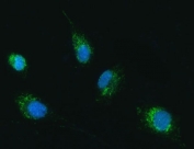 Immunofluorescent staining of FFPE human U-87 MG cells with TFG antibody (green) and DAPI nuclear stain (blue). HIER: steam section in pH6 citrate buffer for 20 min.