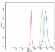 Flow cytometry testing of human Daudi cells with XPO5 antibody at 1ug/million cells (blocked with goat sera); Red=cells alone, Green=isotype control, Blue= XPO5 antibody.