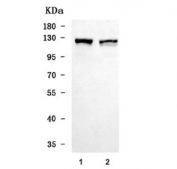 Western blot testing of human 1) Caco-2 and 2) Daudi cell lysate with XPO5 antibody. Predicted molecular weight ~136 kDa.