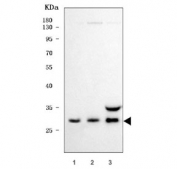 Western blot testing of human 1) Daudi, 2) 293T and 3) A549 cell lystate with SCO1 antibody. Predicted molecular weight ~34 kDa, commonly observed at 30-34 kDa.