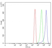 Flow cytometry testing of human SiHa cells with Tropomyosin 2 antibody at 1ug/million cells (blocked with goat sera); Red=cells alone, Green=isotype control, Blue= Tropomyosin 2 antibody.
