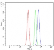 Flow cytometry testing of rat RH35 cells with Tropomyosin 2 antibody at 1ug/million cells (blocked with goat sera); Red=cells alone, Green=isotype control, Blue= Tropomyosin 2 antibody.