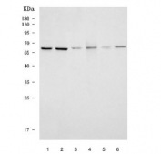 Western blot testing of 1) human HeLa, 2) human Jurkat, 3) human PC-3, 4) rat testis, 5) rat liver and 6) mouse testis tissue lysate with TRAM1 antibody. Predicted molecular weight ~43 kDa but may be observed at higher molecular weights due to glycosylation.