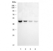 Western blot testing of human 1) DLD-1, 2) 293T, 3) U-251 and 4) PANC-1 cell lysate with SAV1 antibody. Predicted molecular weight ~45 kDa.