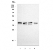Western blot testing of 1) human HepG2, 2) human K562, 3) human HeLa and 4) mouse ovary tissue lysate with SEC13L1 antibody. Predicted molecular weight: 34-41 kDa (multiple isoforms).
